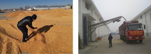 陜西糧農(nóng)集團：眾志成城抗疫情，堅守初心保民生