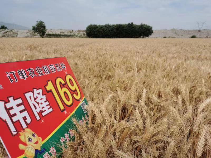 重磅！集團(tuán)兩項(xiàng)產(chǎn)品入選農(nóng)業(yè)農(nóng)村部2023年農(nóng)業(yè)主導(dǎo)品種